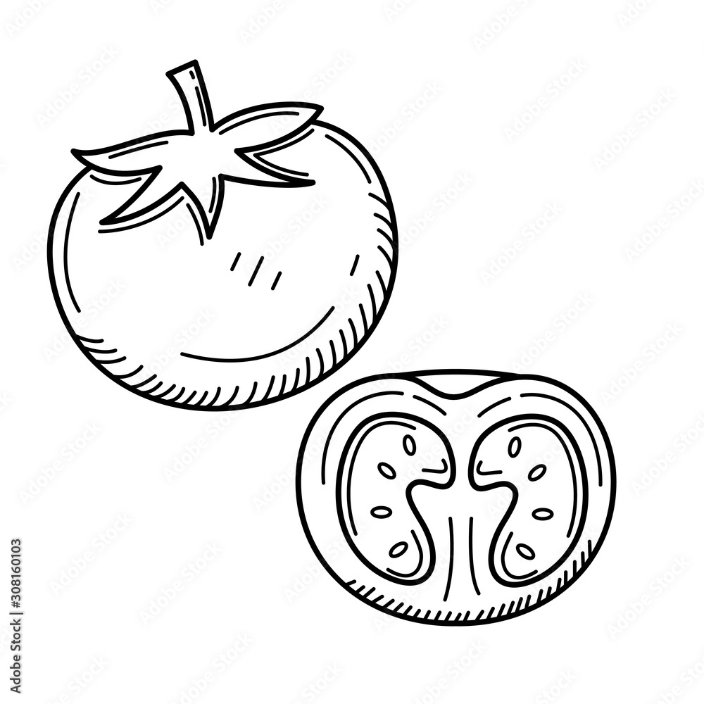 Tomato vector illustration with black hand drawn style isolated on white background. Tomato doodle Tomato vector illustration with black hand drawn style isolated on white background. Tomato doodle