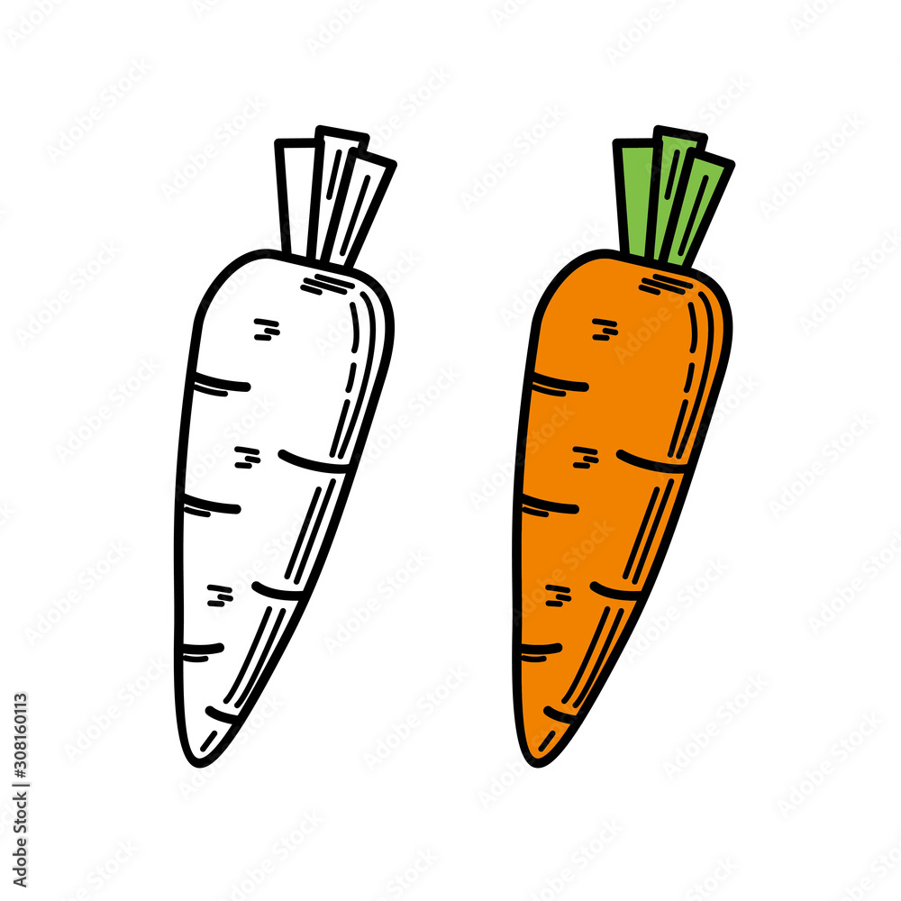 Carrot vector illustration with hand drawn style isolated on white background 
