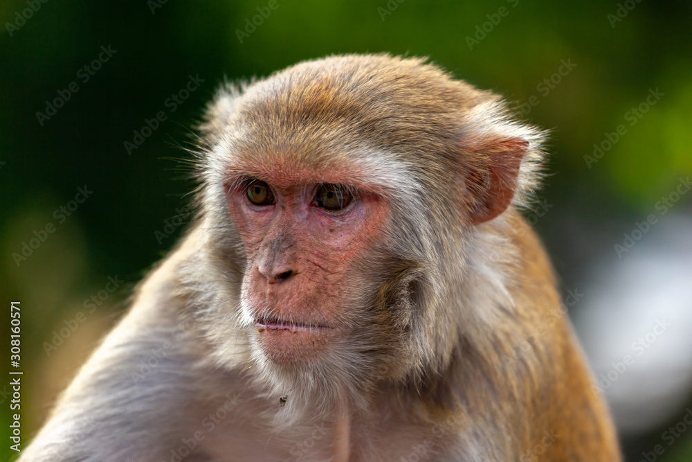 A monkey on a bridge in Rishikesh A monkey on a bridge in Rishikesh
