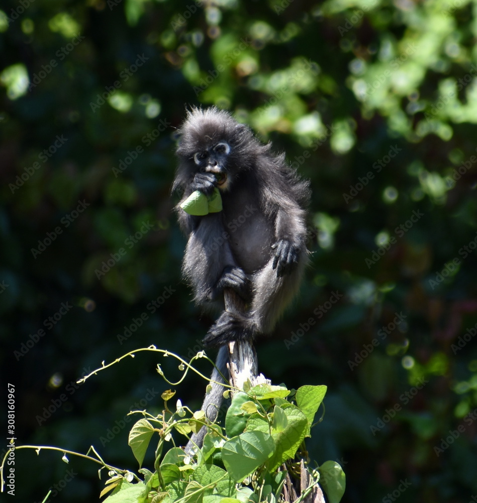 Obraz premium Beautiful langur monkey sitting on top of a tree eating leaves in the jungle