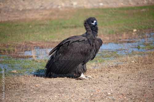 Mongolian Black Cinereous Vulture or Aegypius monachus