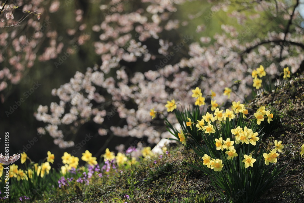 桜をバックに咲くスイセンの花 桜をバックに咲くスイセンの花