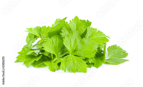Celery leaf isolated on white background.