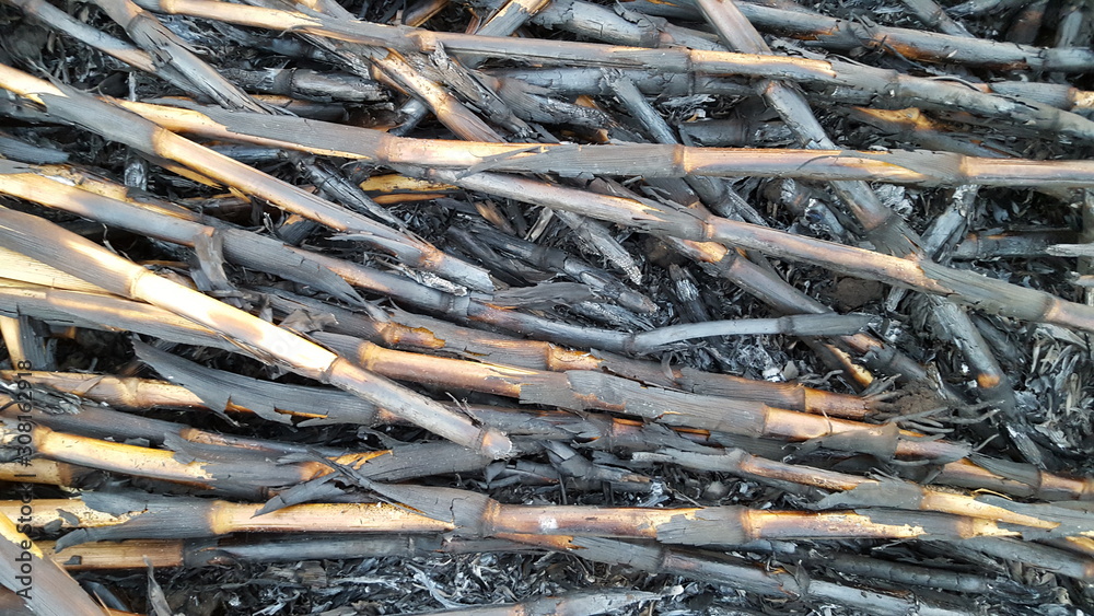 Corn stalks are piled up and burned as natural fertilizer when entering the rainy season and planting changes Corn stalks are piled up and burned as natural fertilizer when entering the rainy season and planting changes