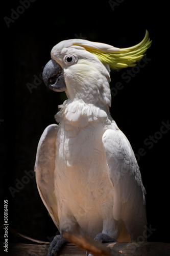 Fototapeta Naklejka Na Ścianę i Meble -  Sulphur Crested Cockatoo