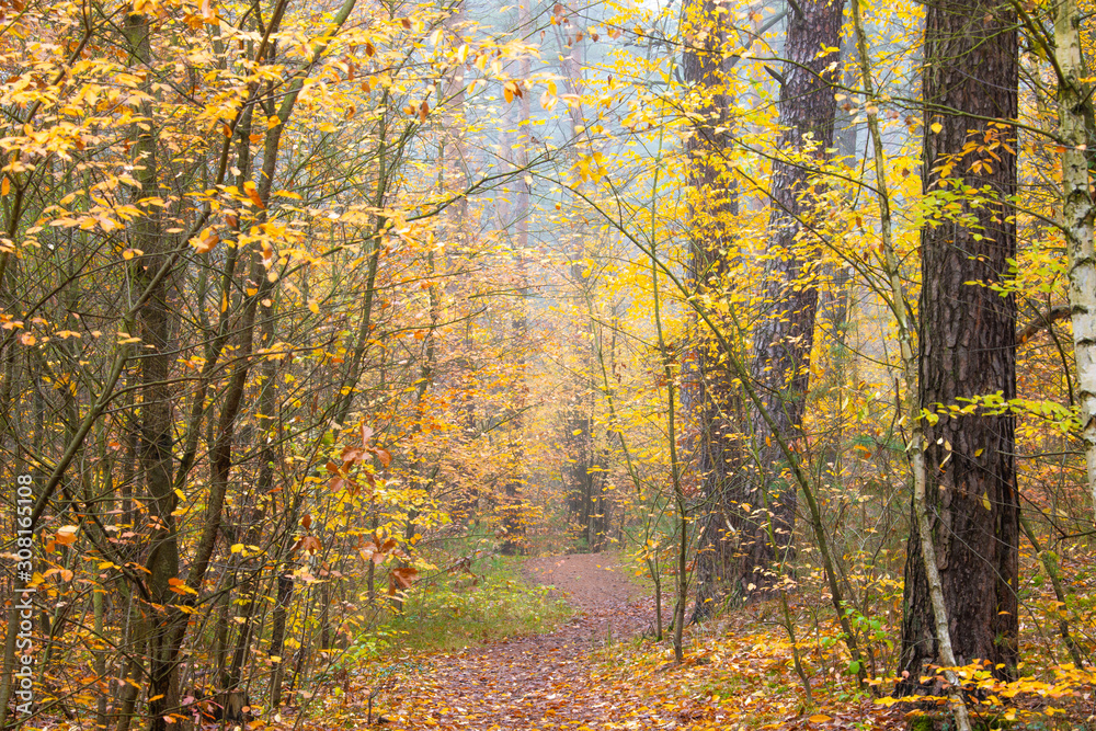 A narrow path leads through a forest. It is autumn.