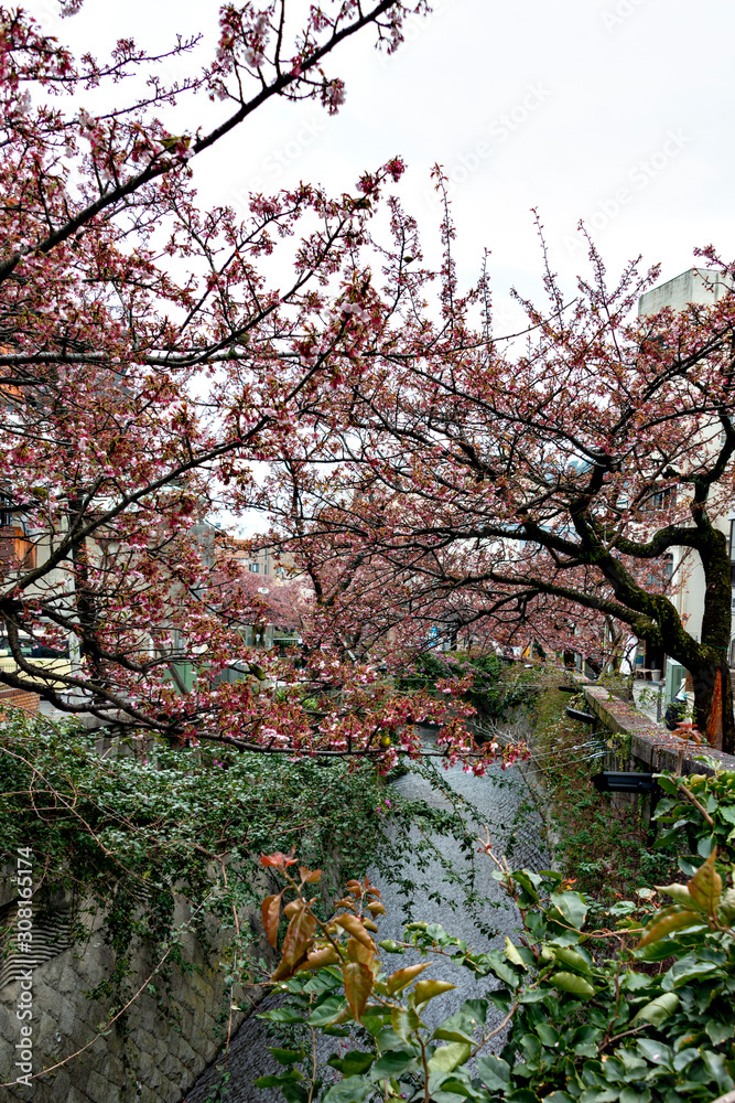 Blooming of Atami-zakura (cherry blossom in Atami) at Atami city in February