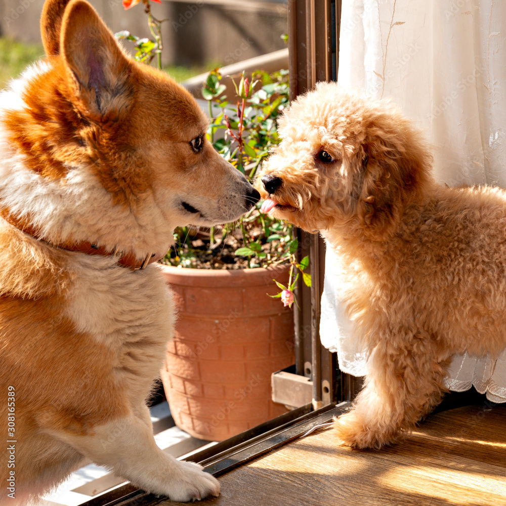 First contact of two dogs, Welch corgi and puppy of toy poodle in the  garden Stock-Foto | Adobe Stock