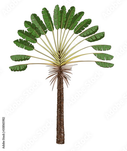 Palm tree ravenala Madagascar single. The travelers tree vector illustration.