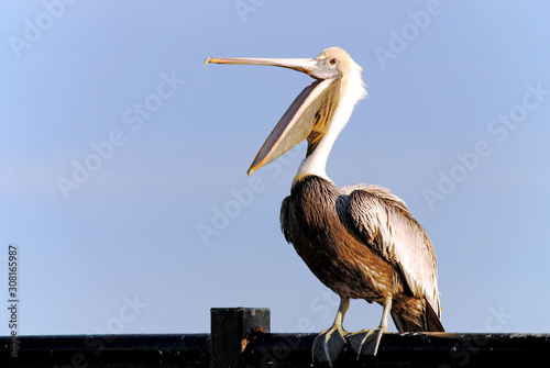 Pelican with beak open wide. photo