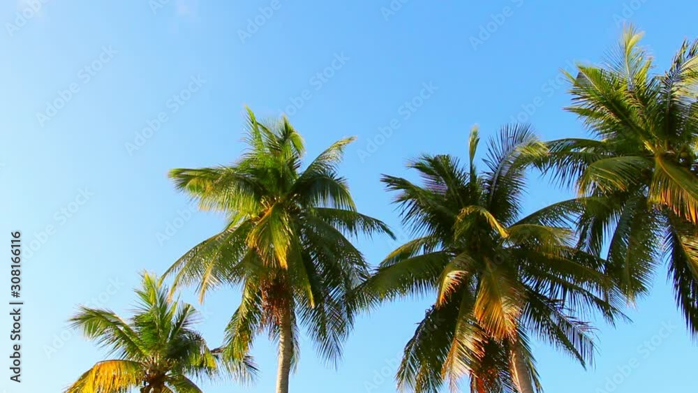 Coconut trees or Palm trees with the fronds blowing in the wind on blue sky background at summer time. Coconut trees or Palm trees with the fronds blowing in the wind on blue sky background at summer time.