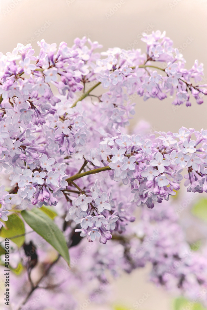 Closeup of delicate lilac blossoms