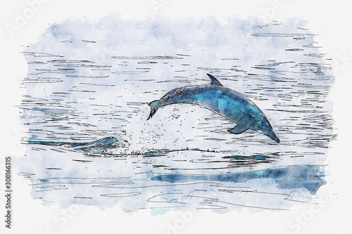 Ilustration of dolphin jumping in a white background