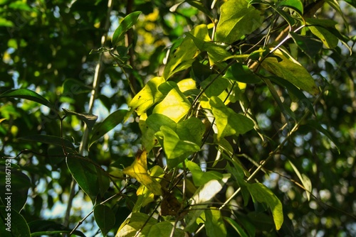 Bright green tree leaves