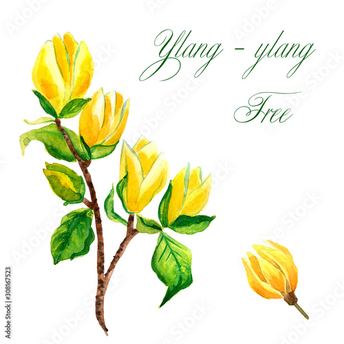 Watercolor hand-drawn branch of ylang-ylang tree isolated on white background © Елизавета Порошина