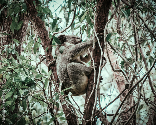 Canvas Print Koala