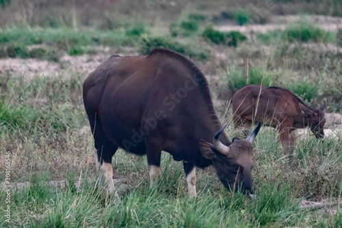 Wildlife of Kanha and Bhandhavgarh National Parks