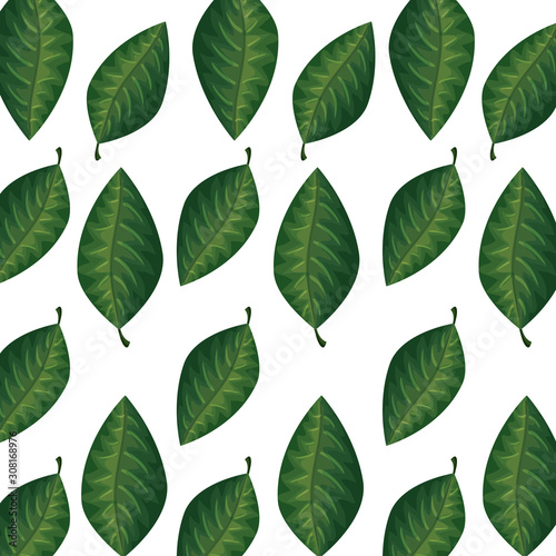 background of leafs tropical natural vector illustration design