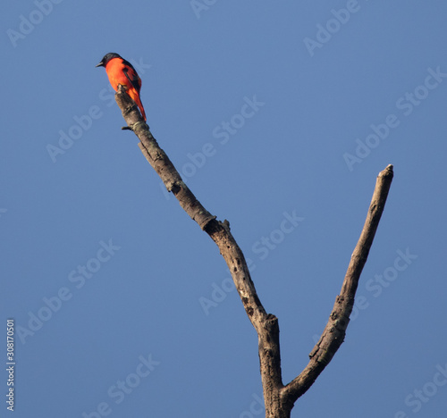 Wildlife of Kanha and Bhandhavgarh National Parks photo