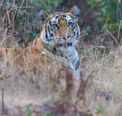 Wildlife of Kanha and Bhandhavgarh National Parks