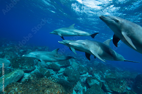 dolphin  in the sea  © 敏治 荒川
