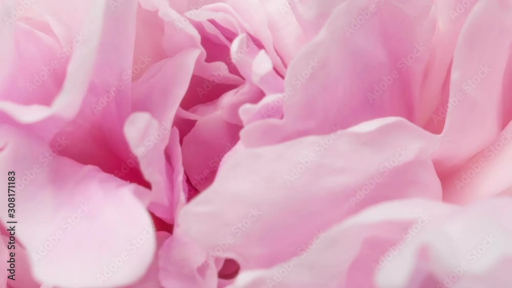 Beautiful pink peony background. Blooming peony flower outdoor, time lapse, closeup. Macro Beautiful pink peony background. Blooming peony flower outdoor, time lapse, closeup. Macro