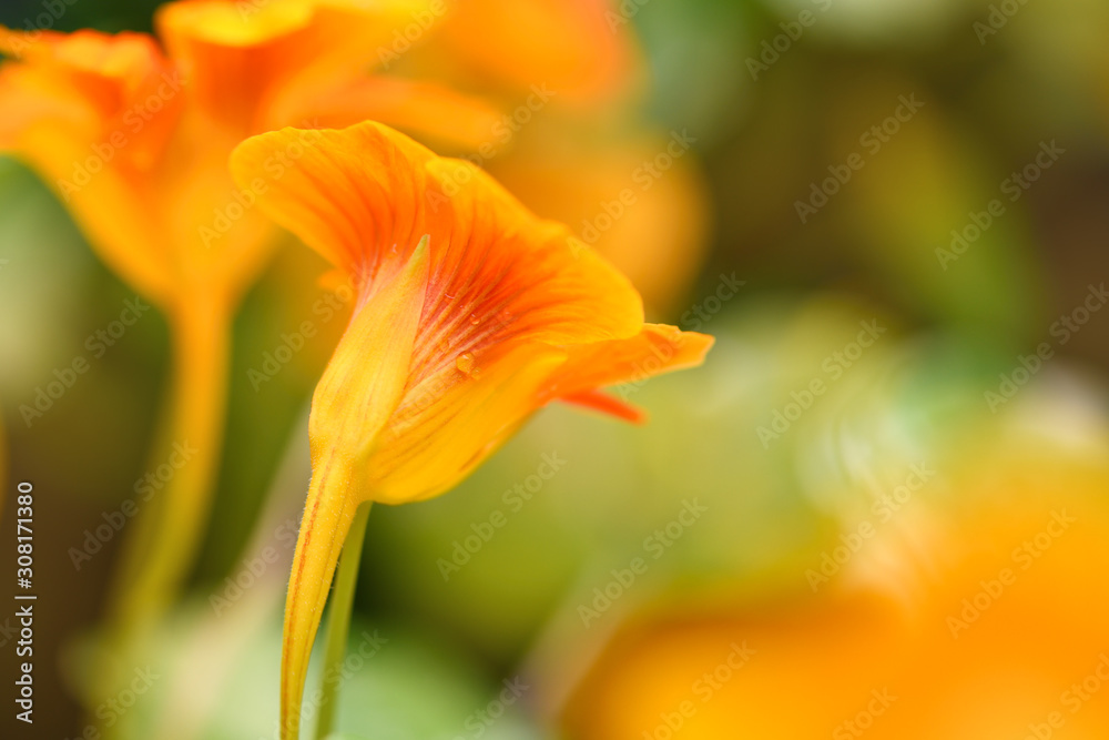 Nasturtium. Yellow nasturtium flower in the garden.  Vertical photo