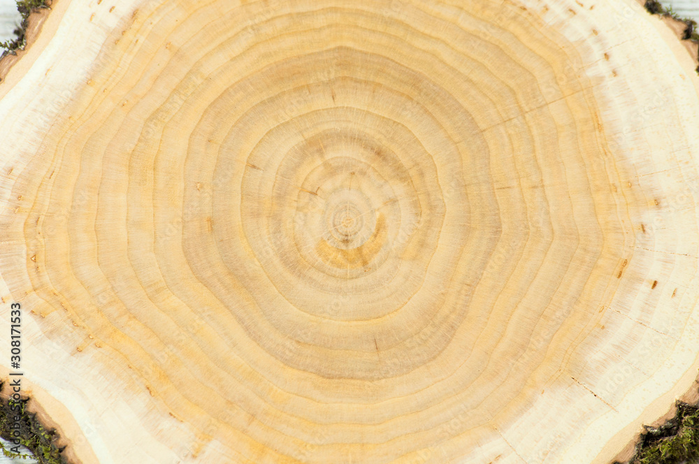 Fototapeta premium background texture wood slice close up top view
