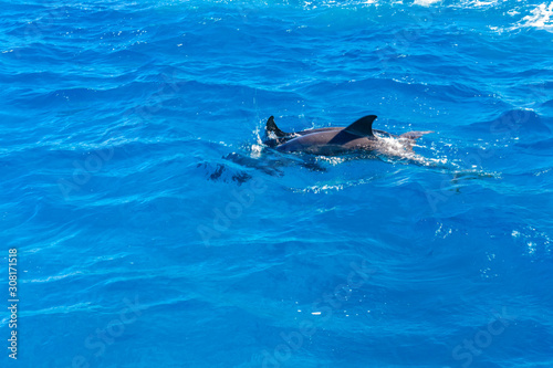 Dolphins in Red sea not far from the Hurghada city, Egypt