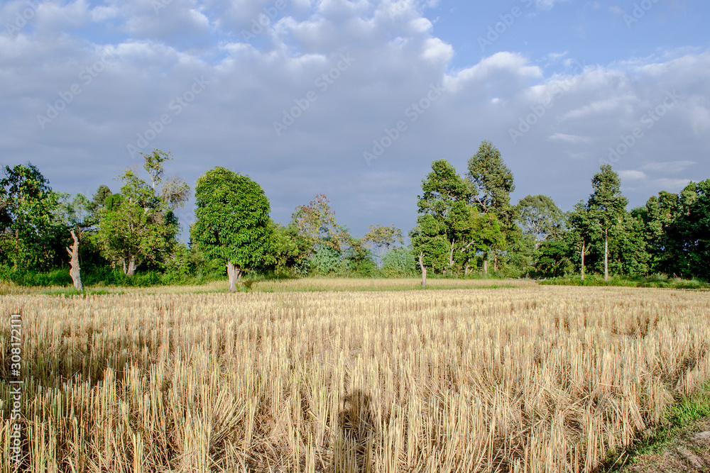 Rice stubble in field from Thailand. Rice stubble in field from Thailand.