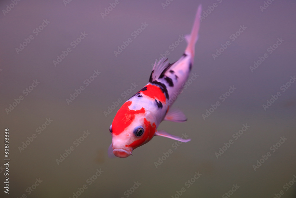 Fototapeta premium Koi swimming in water