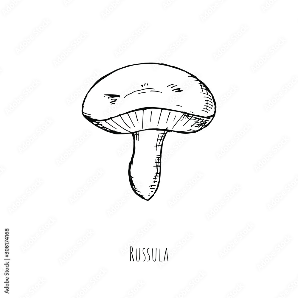 Hand-drawn isolated russula. Vector cartoon illustration. 