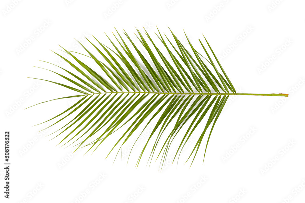 Fototapeta premium Tropical leaf on white background