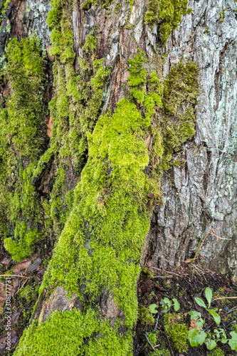 texture background of rough tree trunk surface with cracked bark and covered with green mosses