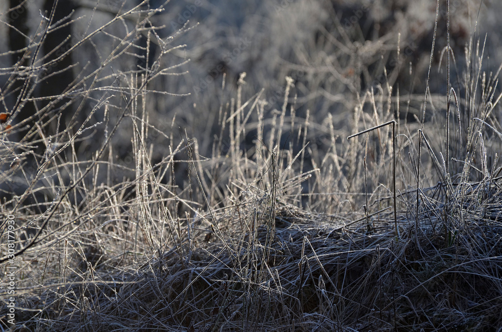 Grass covered with hoarfrost, Kiev Grass covered with hoarfrost, Kiev