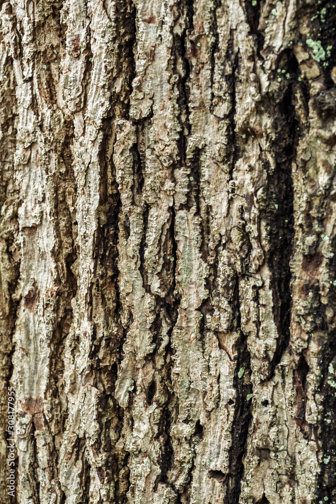 close up surface texture of cracked bark on tree trunk close up surface texture of cracked bark on tree trunk