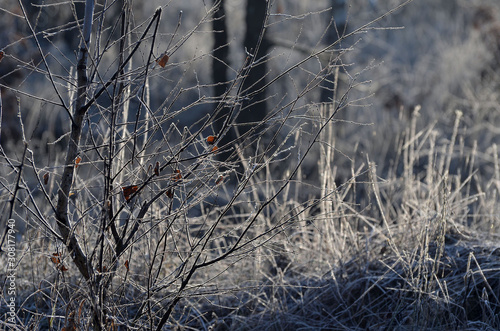 Grass covered with hoarfrost, Kiev