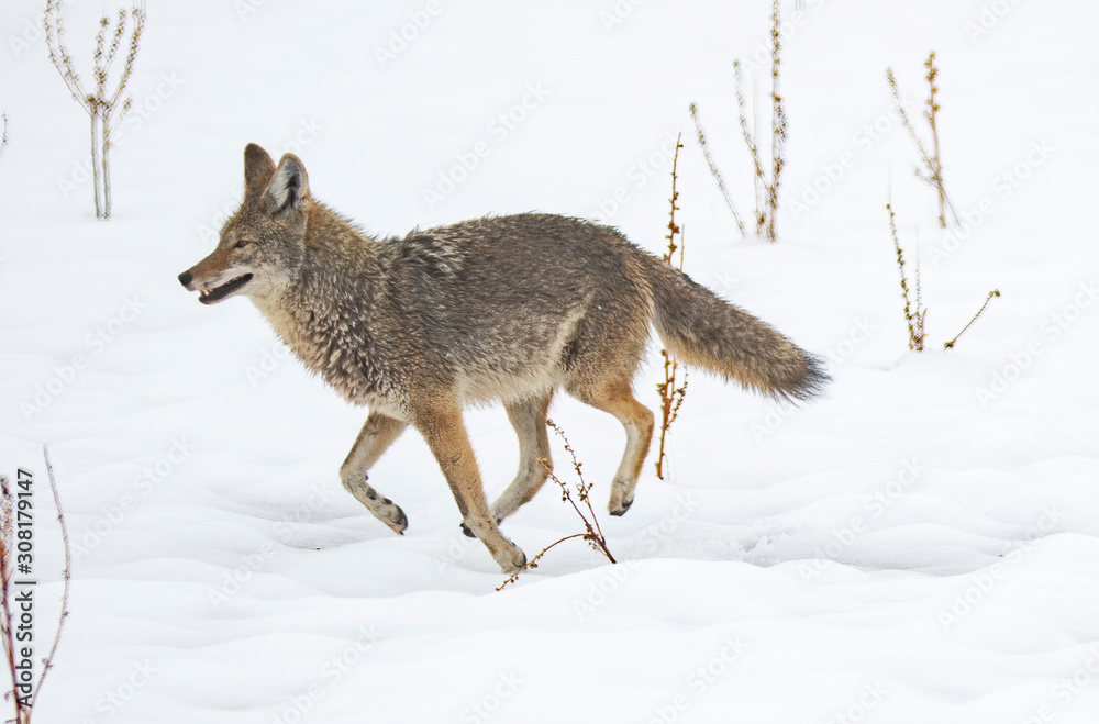 Coyote in snow at Antelope Island state park in Utah Coyote in snow at Antelope Island state park in Utah