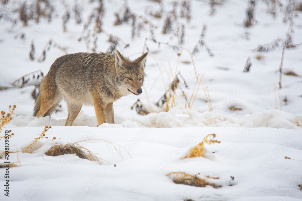 Obraz premium Coyote in snow at Antelope Island state park in Utah