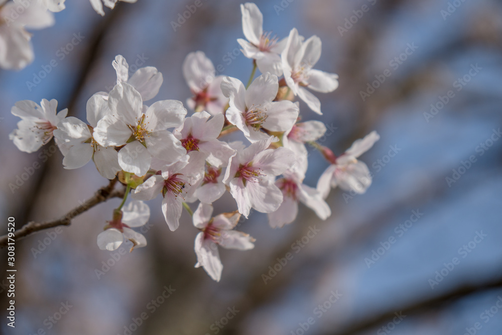 Sakura flower,Cherry Blossom, Japan national flower.bloom for just a couple of days in spring. Sakura flower,Cherry Blossom, Japan national flower.bloom for just a couple of days in spring.