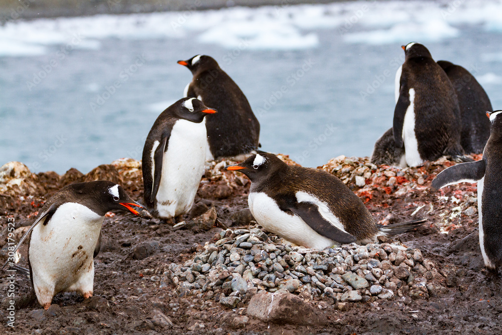 Fototapeta premium Gentoo penguins (Pygoscelis papua) nesting on Aitcho Island
