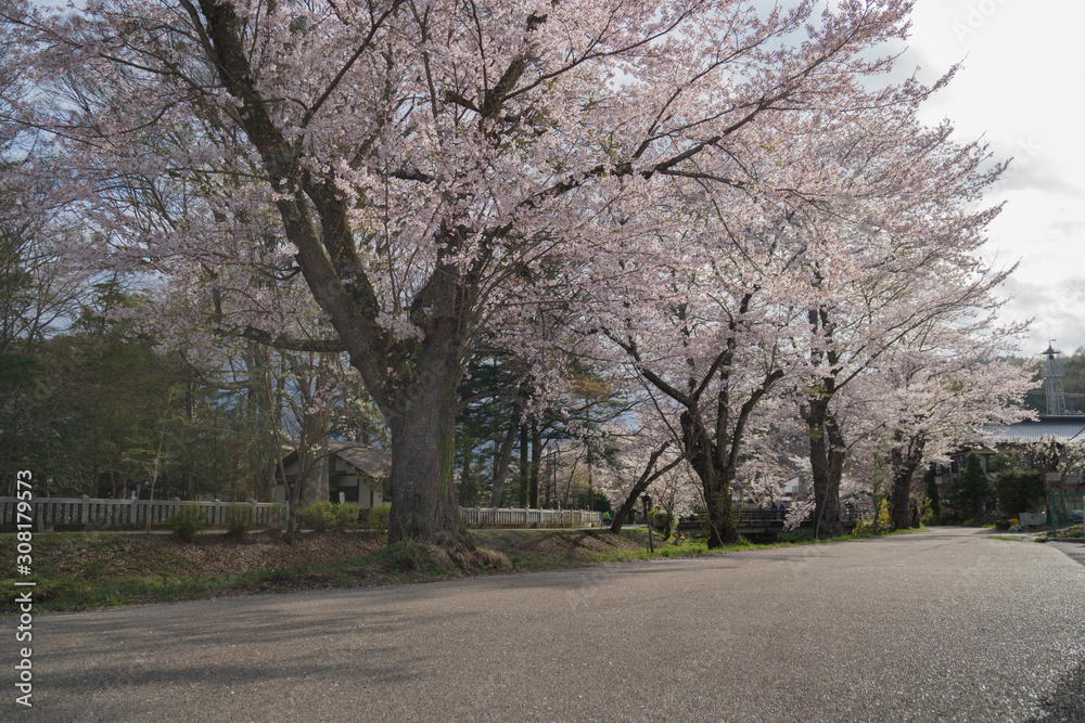 Sakura flower,Cherry Blossom, Japan national flower.bloom for just a couple of days in spring. Sakura flower,Cherry Blossom, Japan national flower.bloom for just a couple of days in spring.
