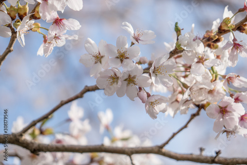 Sakura flower Cherry Blossom  Japan national flower.bloom for just a couple of days in spring.
