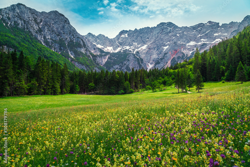 Summer alpine landscape with flowery meadows and mountains, Slovenia