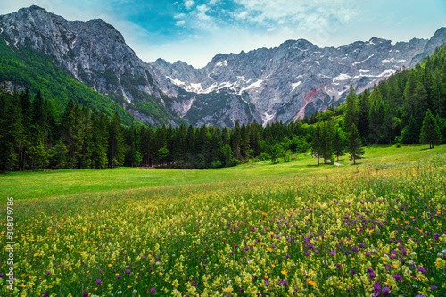 Summer alpine landscape with flowery meadows and mountains  Slovenia