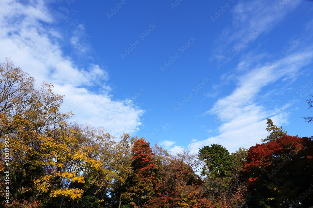 日本　東京の紅葉