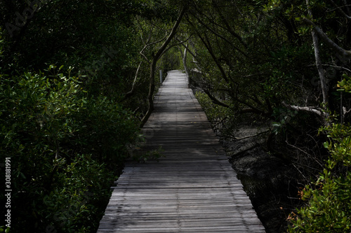 Fototapeta Naklejka Na Ścianę i Meble -  Nature trail, mangrove forest of Thailand.
