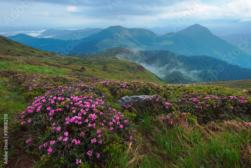 Rhododendron flowers in Carapthian Mountains