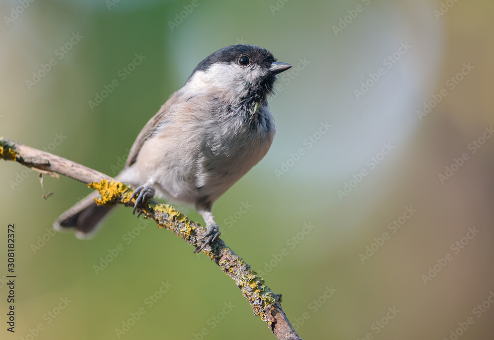 Obraz premium Marsh tit