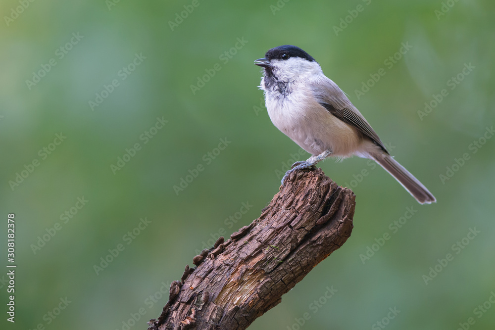Obraz premium Marsh tit (Poecile palustris)